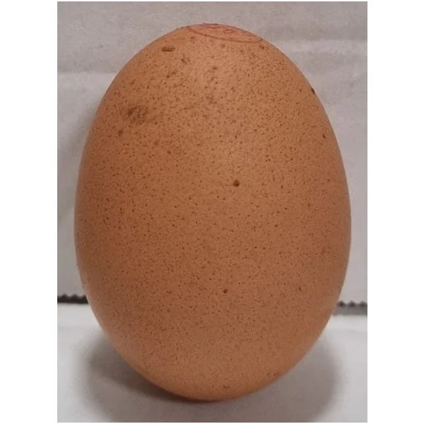 Oeuf bio à l'unité